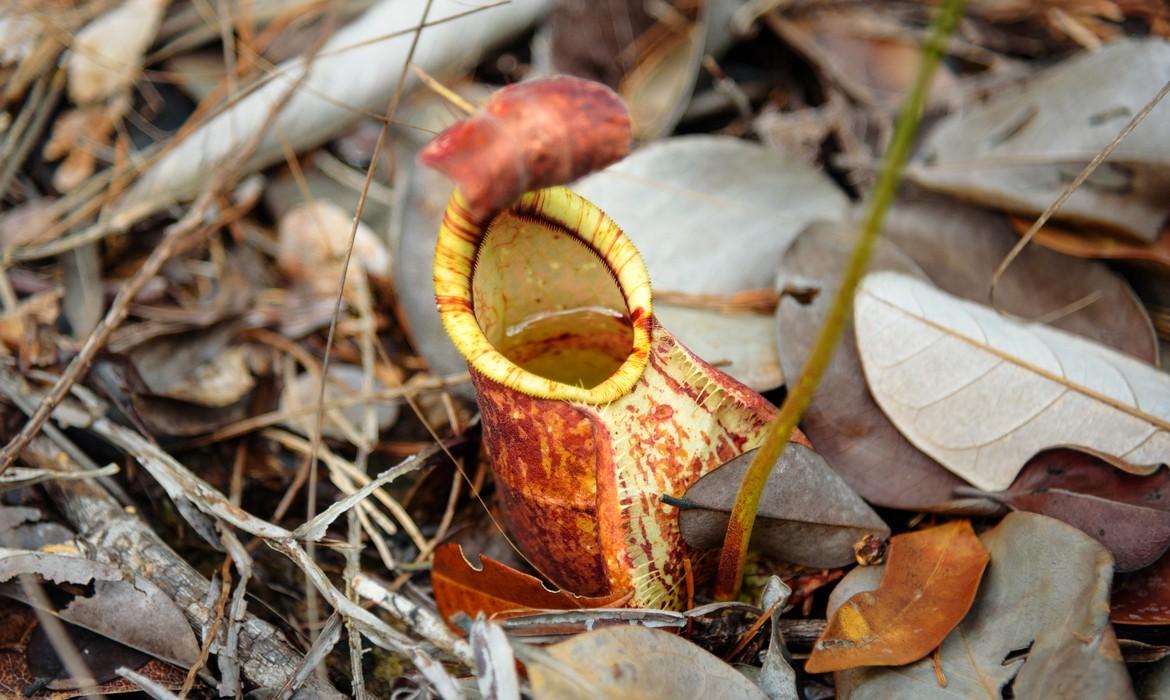 Ground Pitcher, Bako National Park