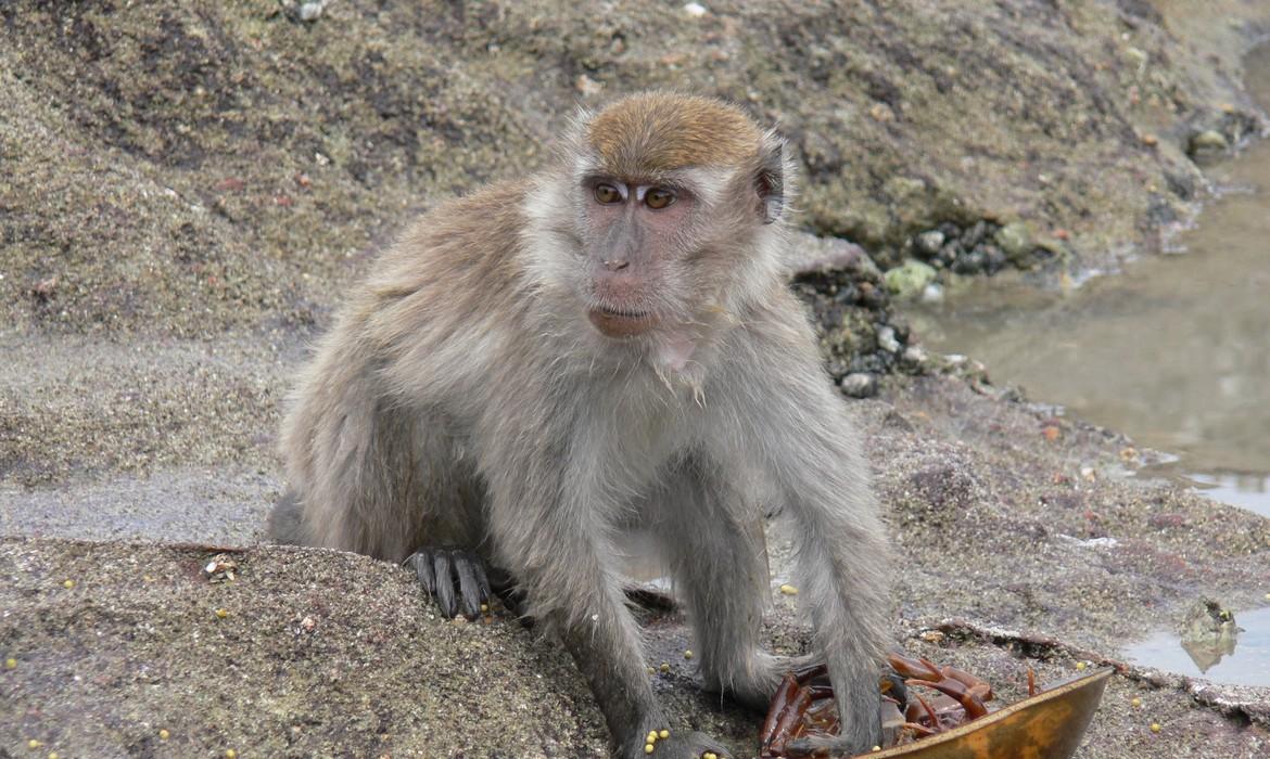 Macaque monkey, Bako National Park