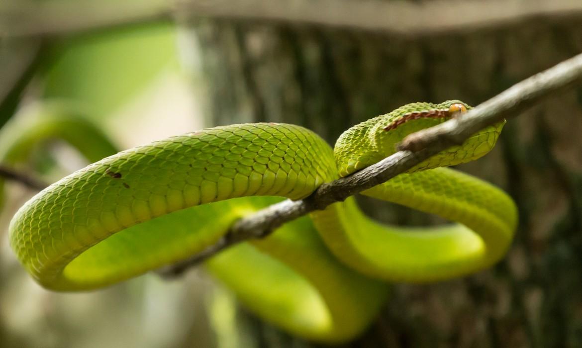 Snake, Bako National Park