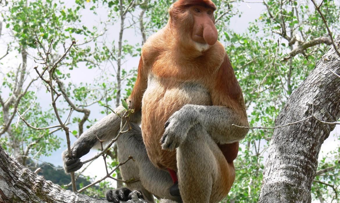 Proboscis monkey, Bako National Park