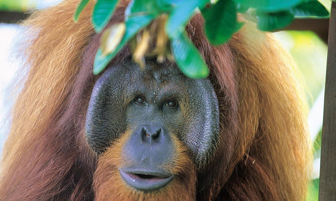Orangutan, Semenggoh, Kuching