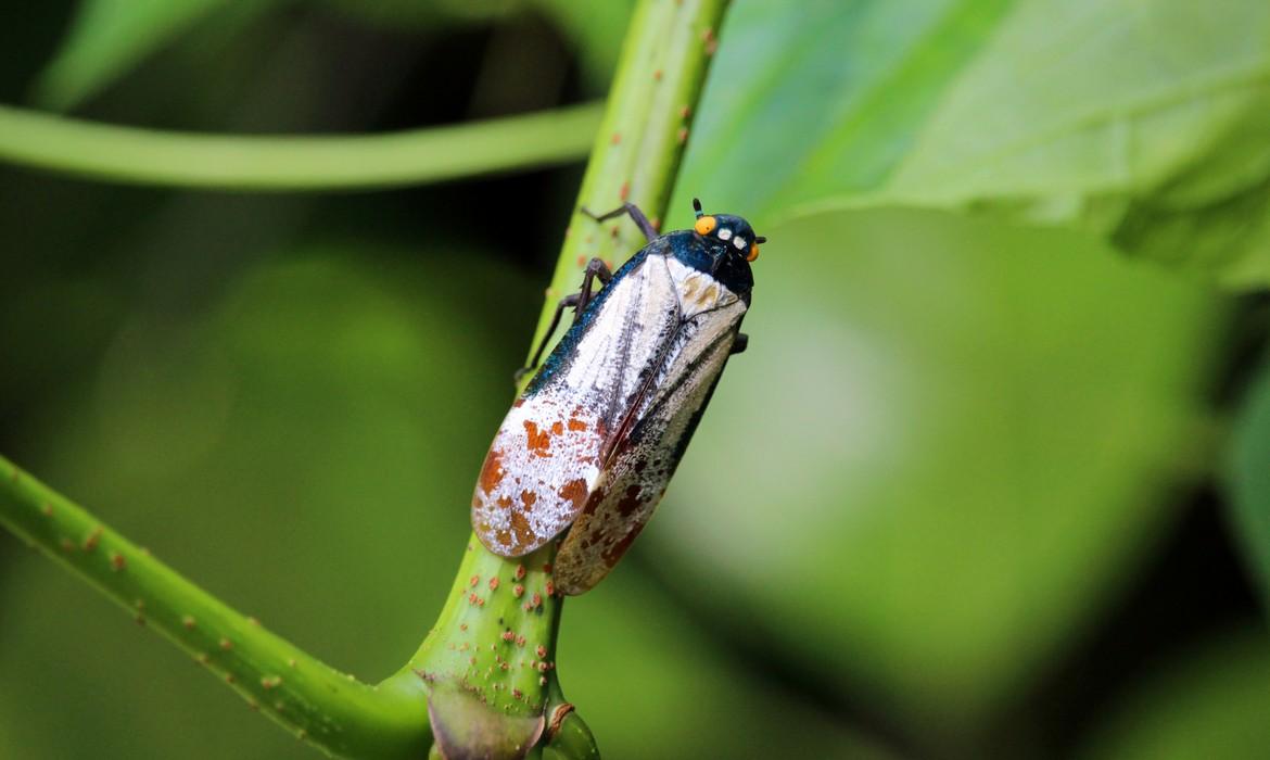 Colourful insect, Mulu National Park