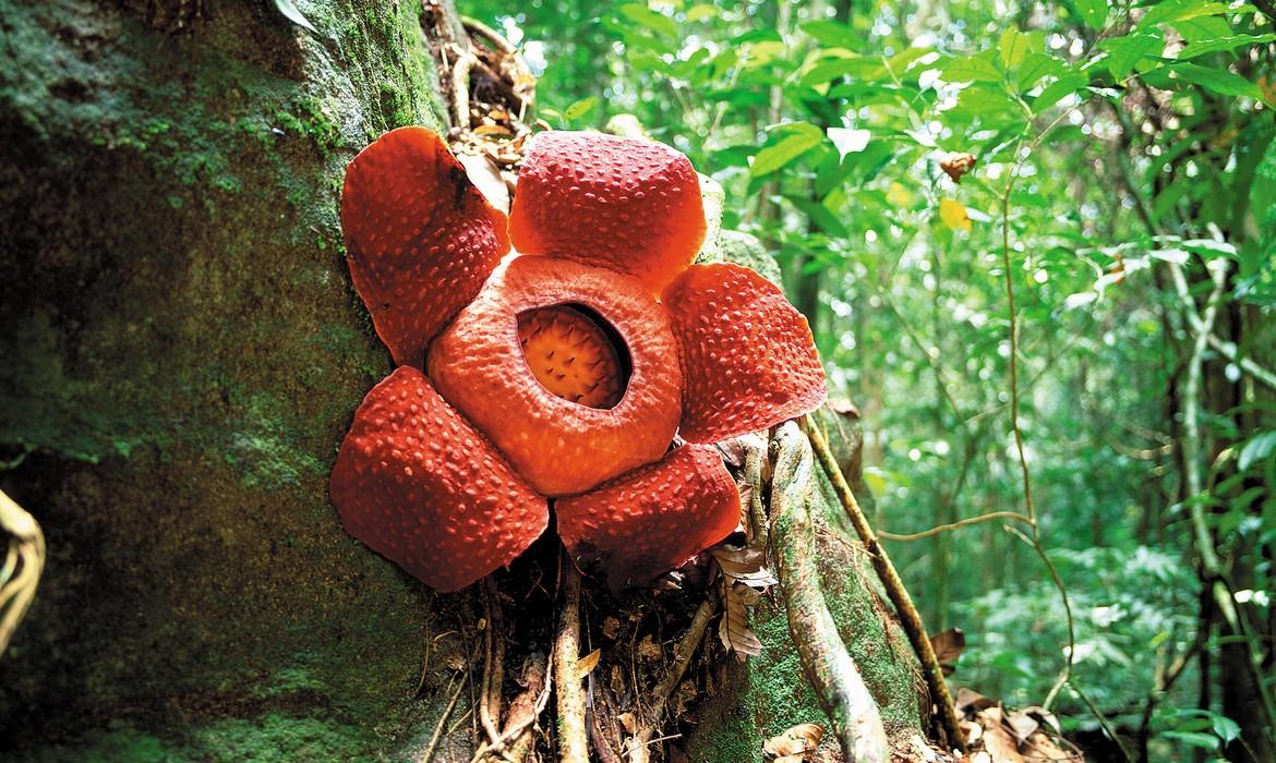 Rafflesia, Mulu National Park