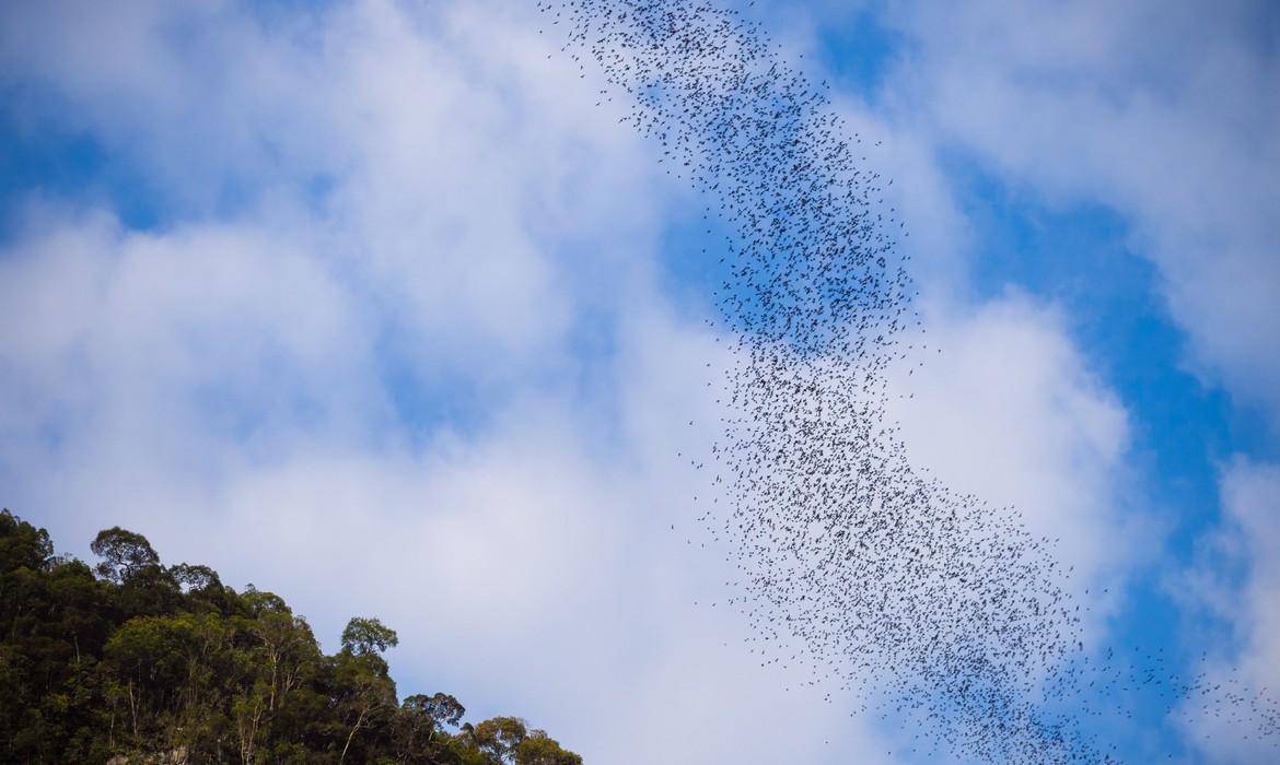 Bats leaving the caves, Mulu National Park