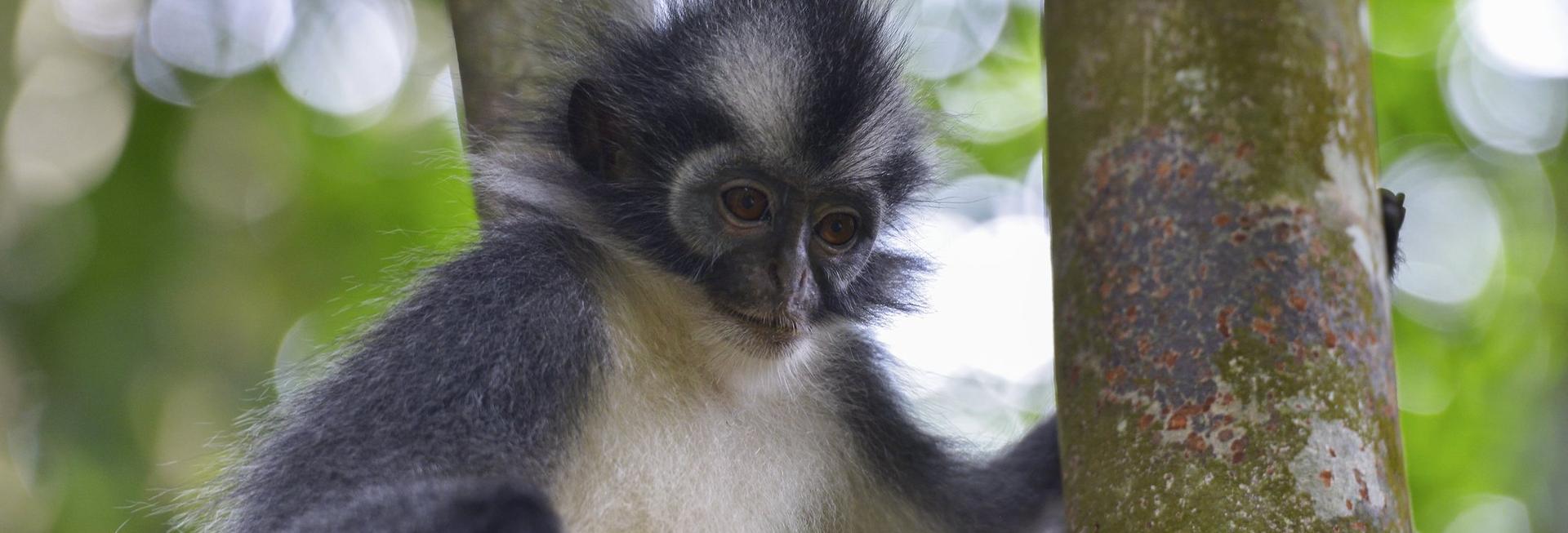 Monkey in the jungle, Bukit Lawang