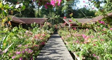 Abai Jungle Lodge, Kinabatangan River