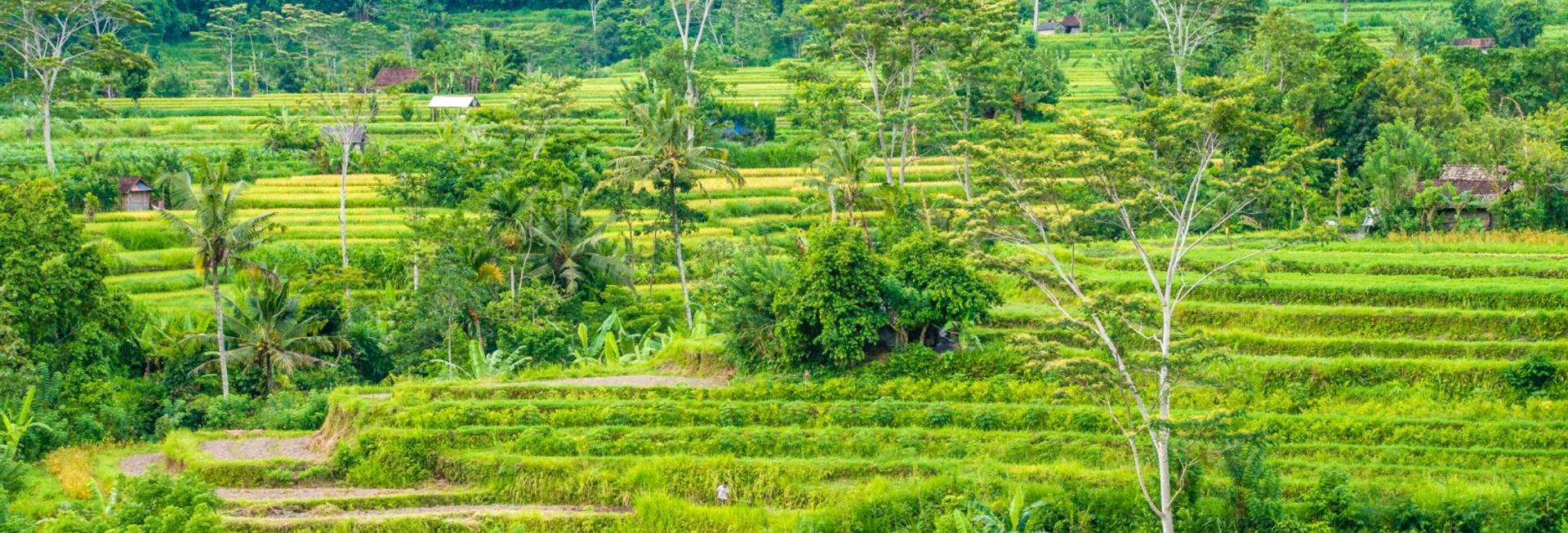 Rice terraces, Sidemen