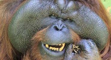 Orangutan, Semenggoh, Kuching