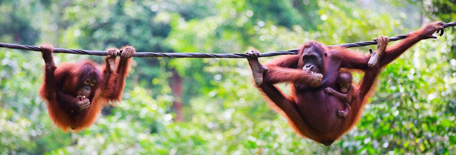 Orangutan, Semenggoh, Kuching