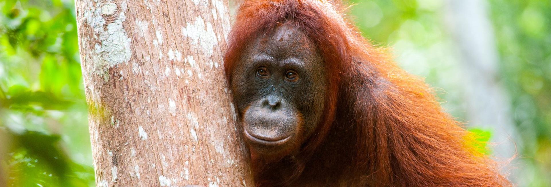 Tanjung Puting National Park