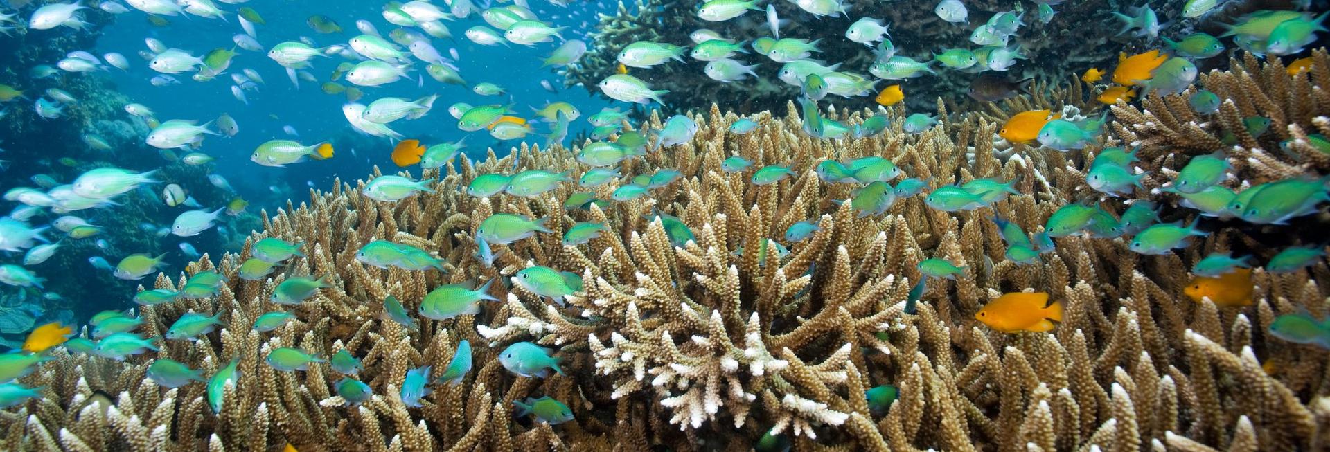 Blue-green Chromis, Menjangan Island