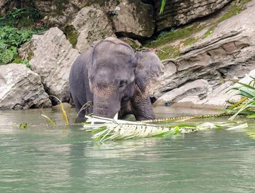 Elephant in river, Tangkahan