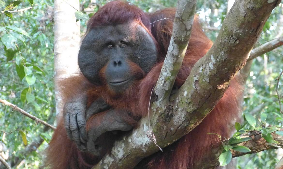 Orangutan, Tanjung Puting National Park