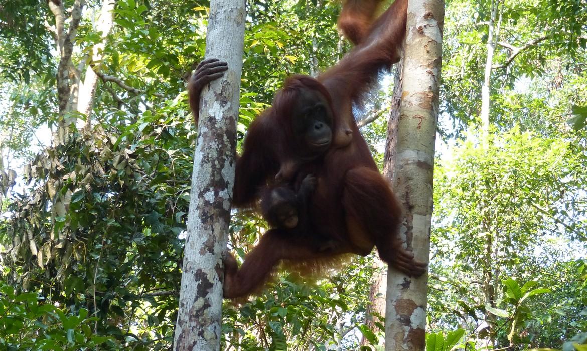 Orangutan, Tanjung Puting National Park