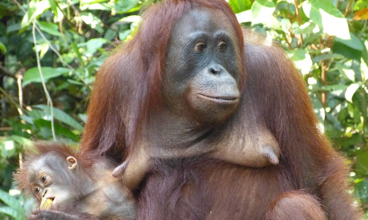 Orangutan, Tanjung Puting National Park