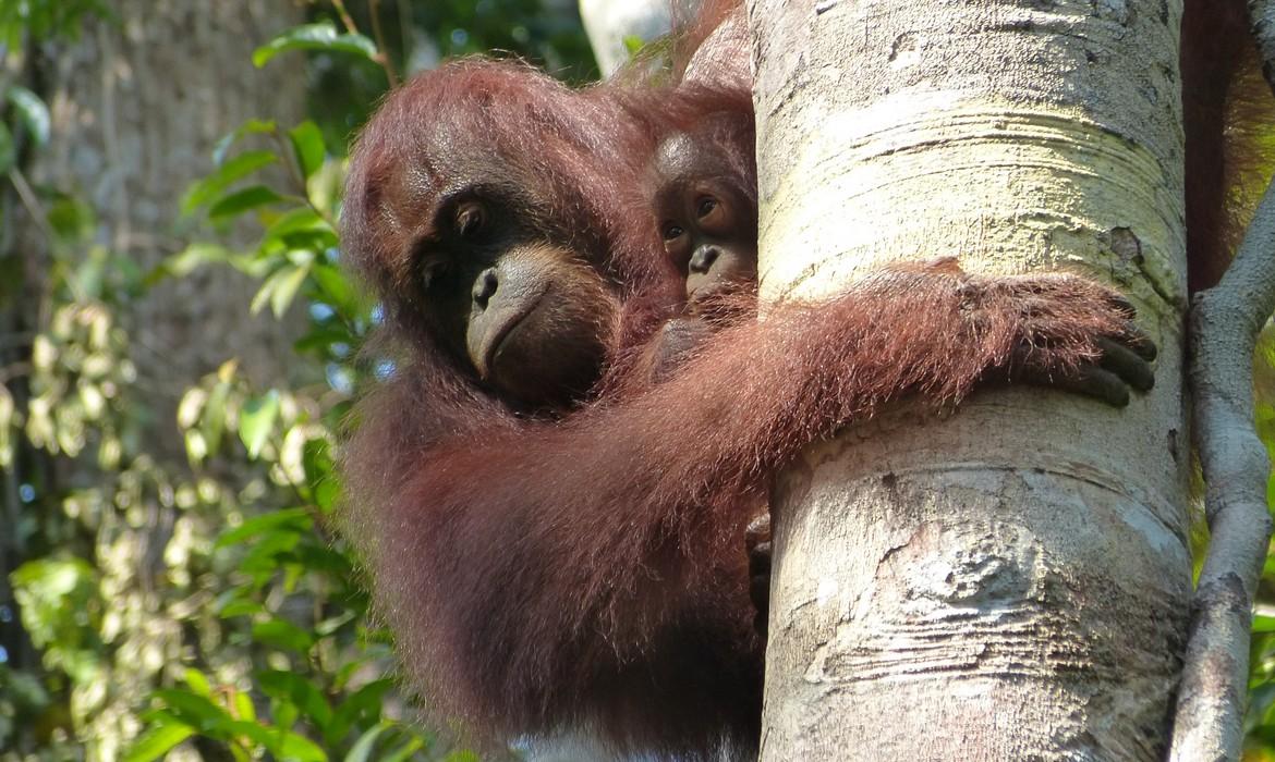 Orangutan, Tanjung Puting National Park