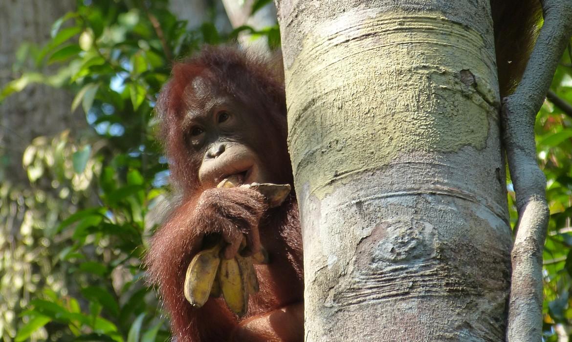 Orangutan, Tanjung Puting National Park