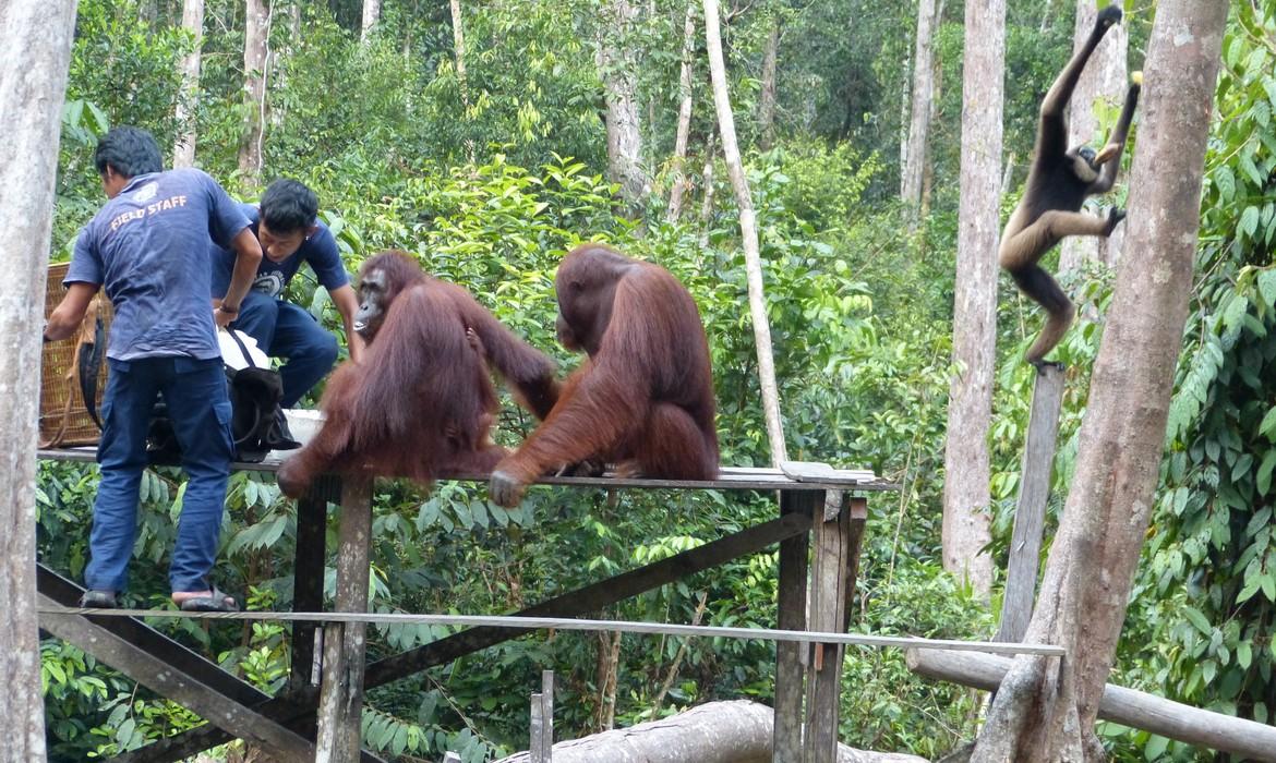 Orangutan feeding, Tanjung Puting National Park