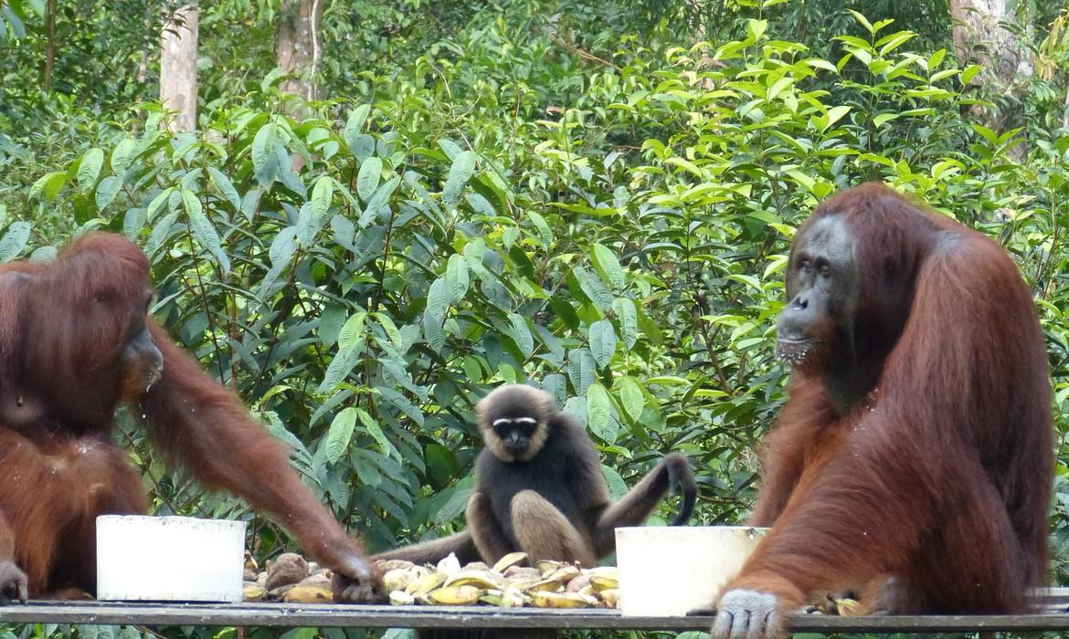 Orangutan feeding, Tanjung Puting National Park