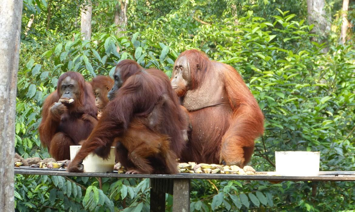 Orangutan feeding, Tanjung Puting National Park