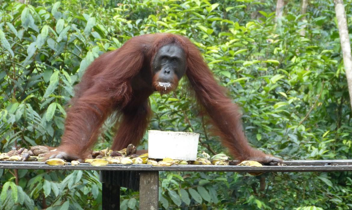Orangutan feeding, Tanjung Puting National Park
