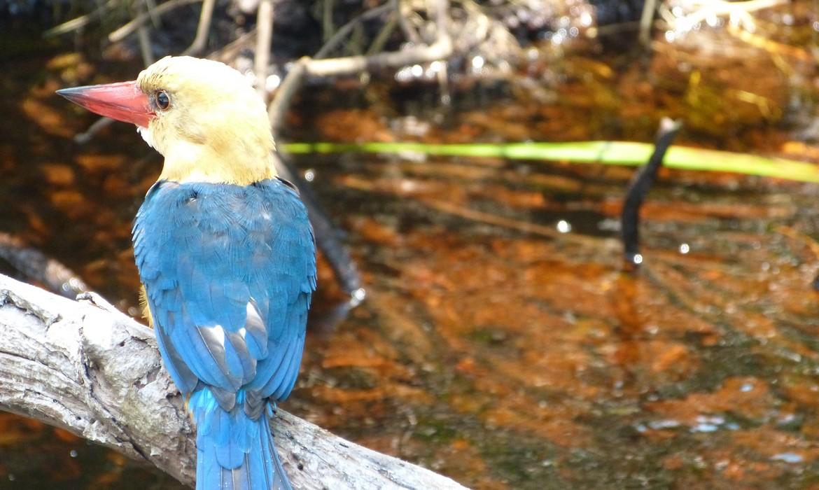 Stork Billed Kingfisher, Tanjung Puting National Park