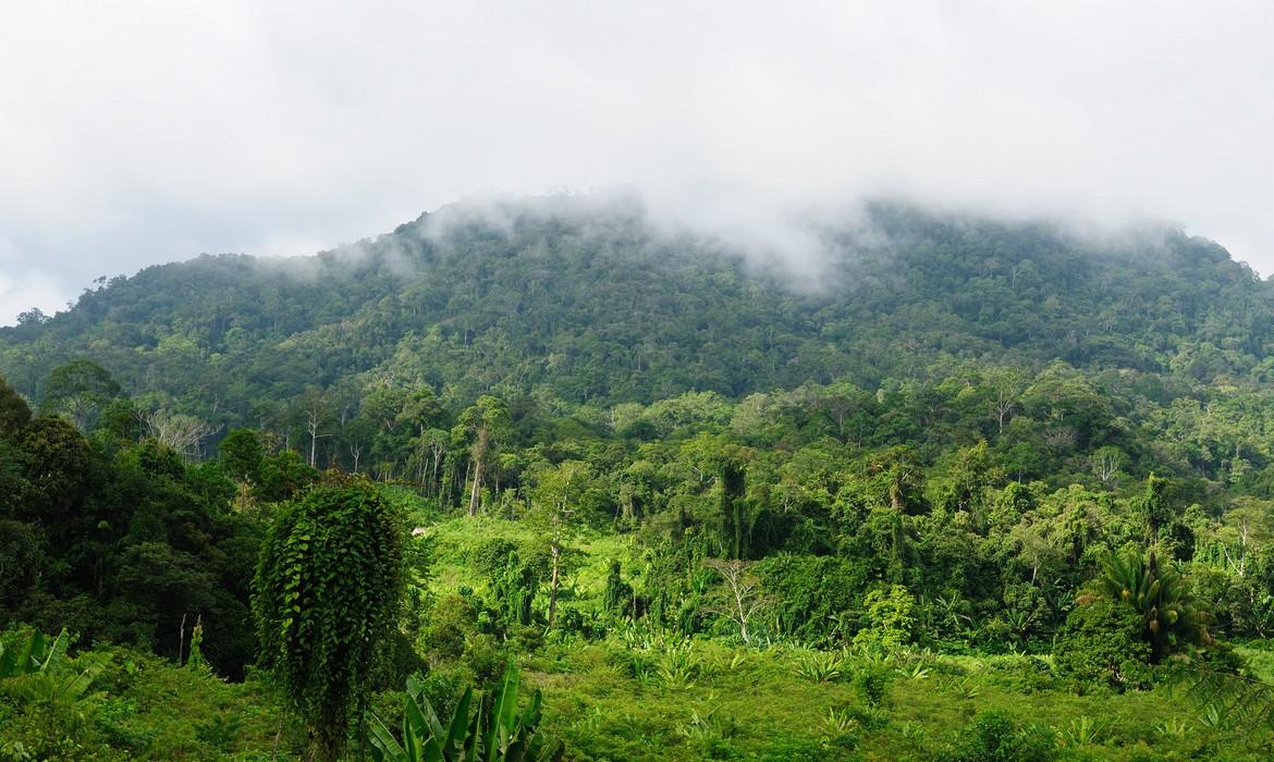 Jungle, Kalimantan