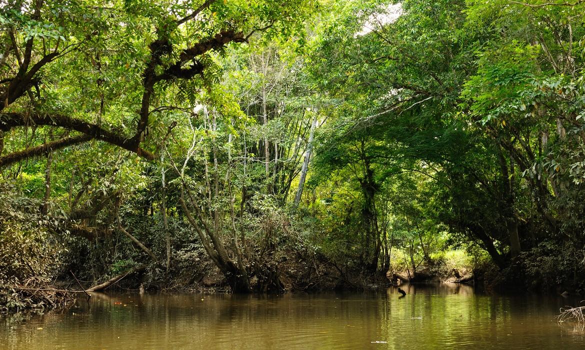 River, Kalimantan