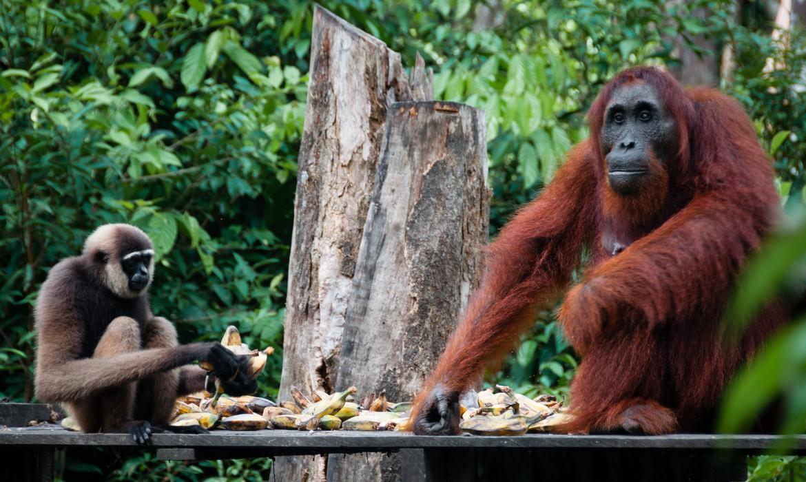 Gibbon & orangutan, Tanjung Puting National Park
