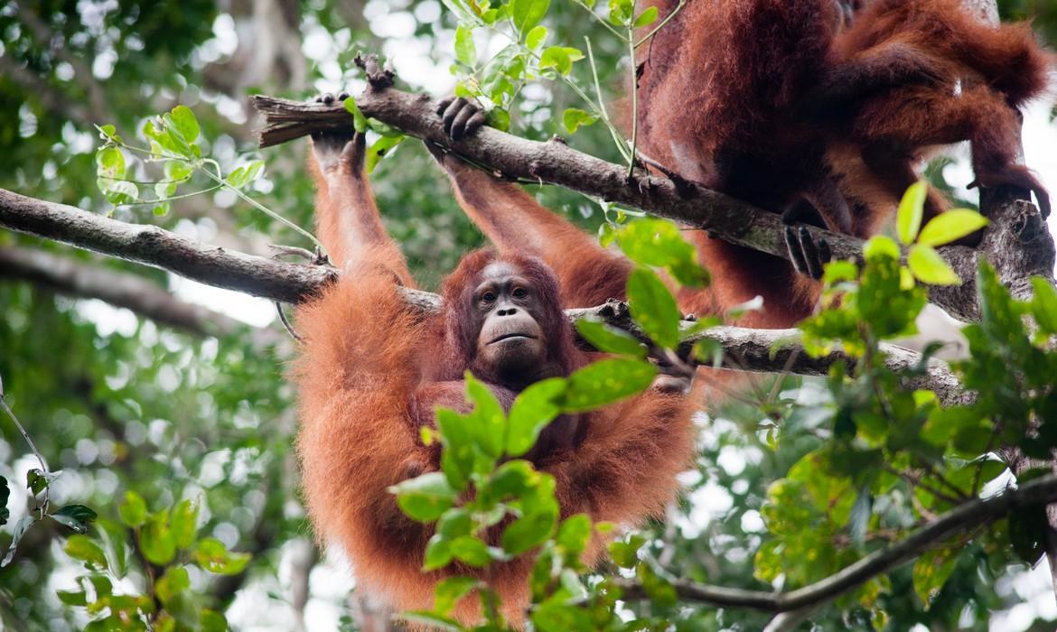 Orangutan, Tanjung Puting National Park