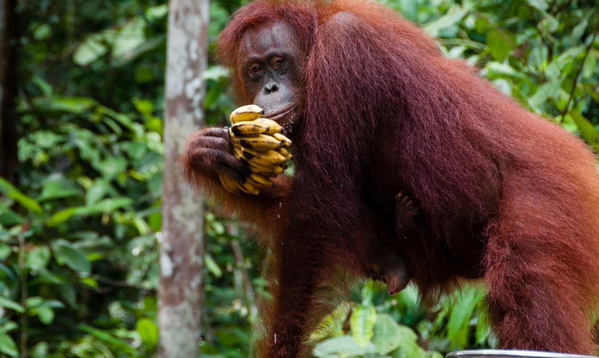 Orangutan, Tanjung Puting National Park