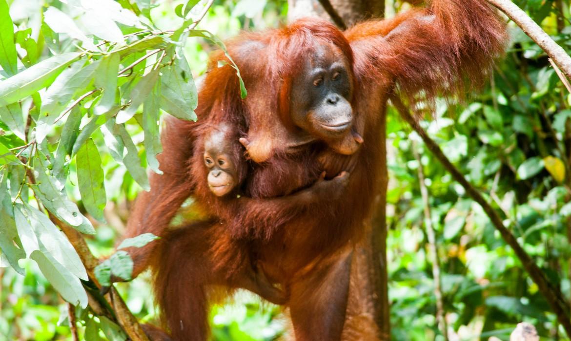 Orangutan, Tanjung Puting National Park