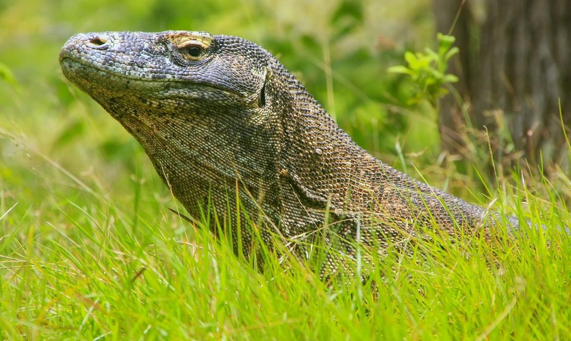 Komodo Dragon