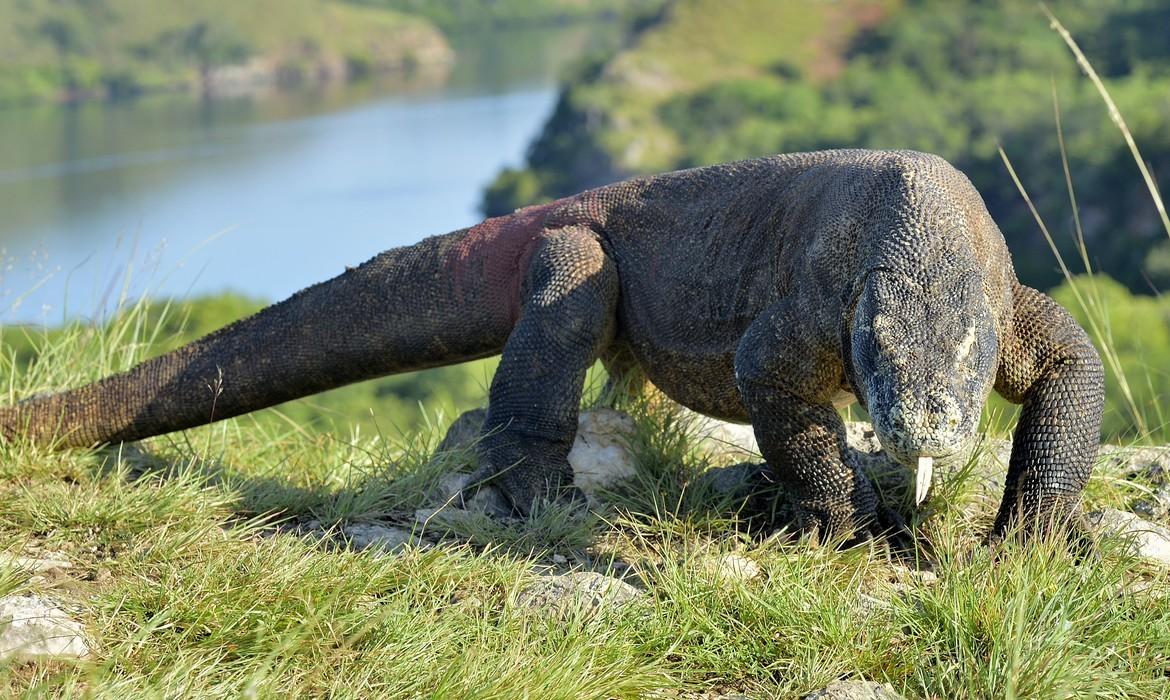 Komodo Dragon