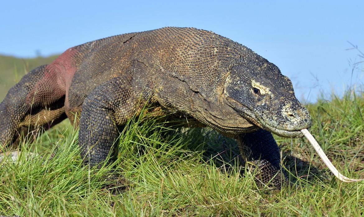 Komodo Dragon