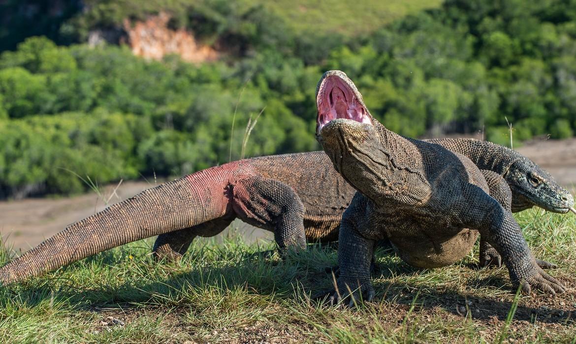 Komodo Dragons