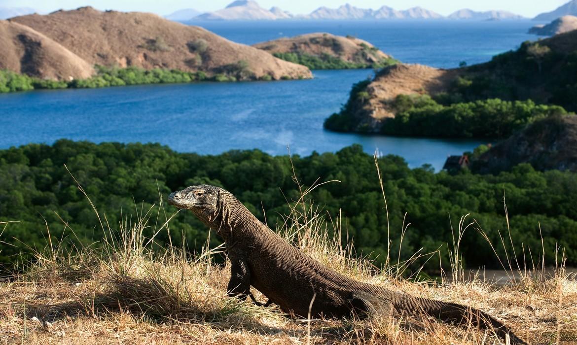 Komodo Dragon