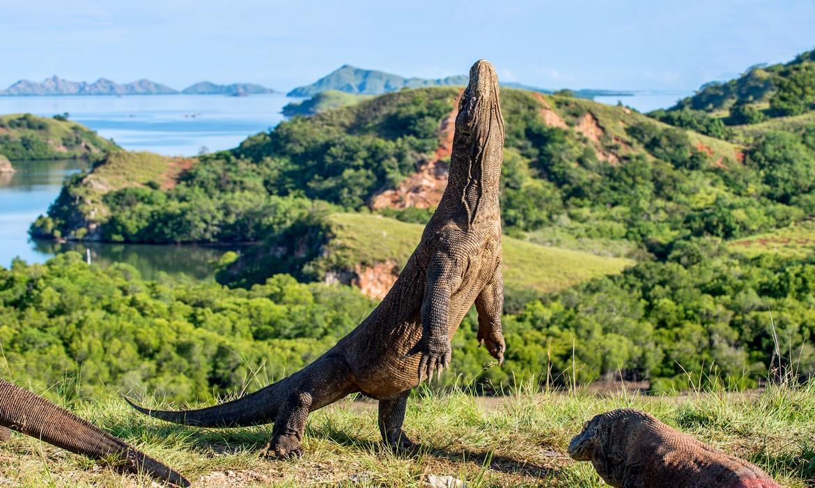 Komodo Dragon