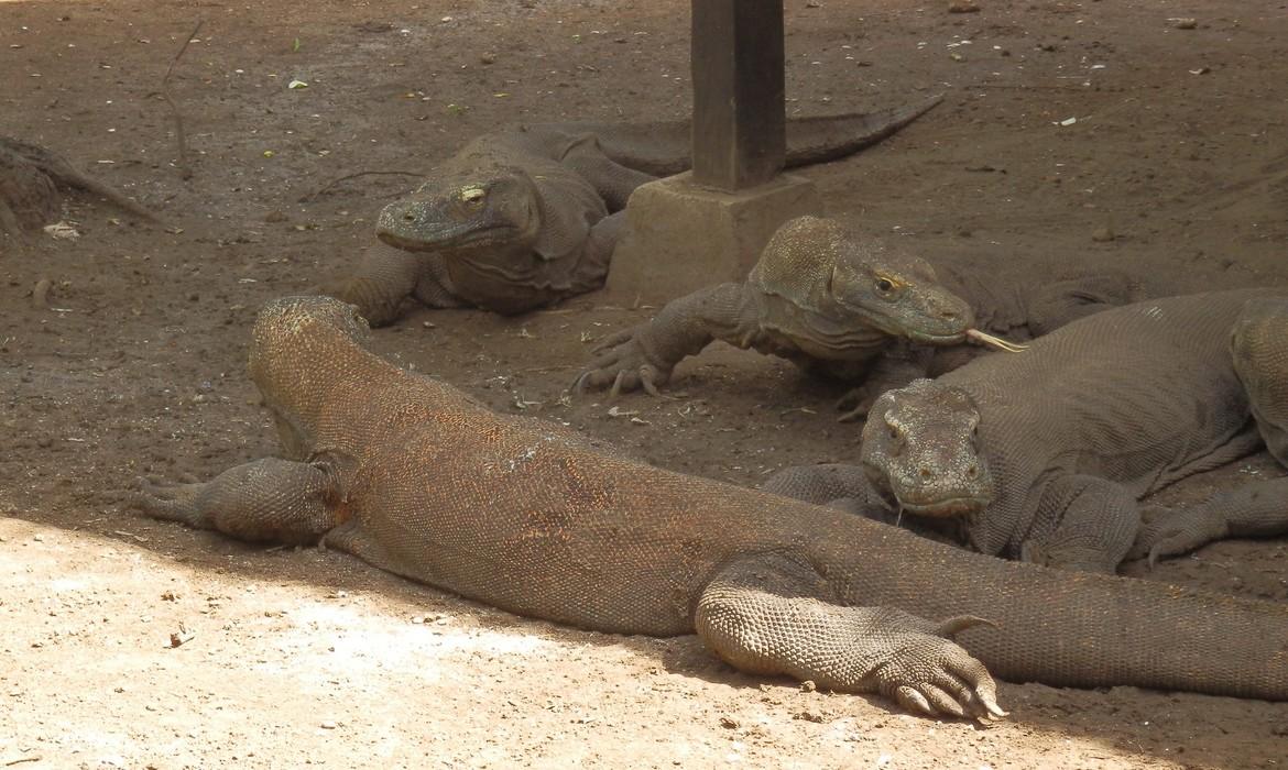 Komodo Dragons