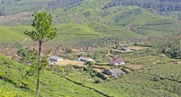 Trek in the Letchmi Hills, Munnar
