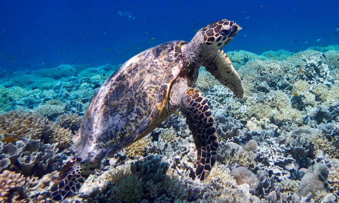 Marine turtle, Gili Meno