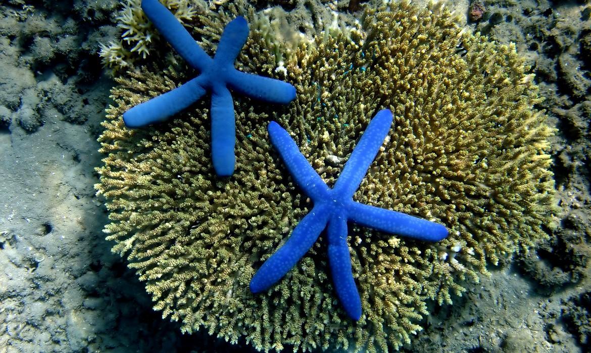 Underwater world, Gili Meno