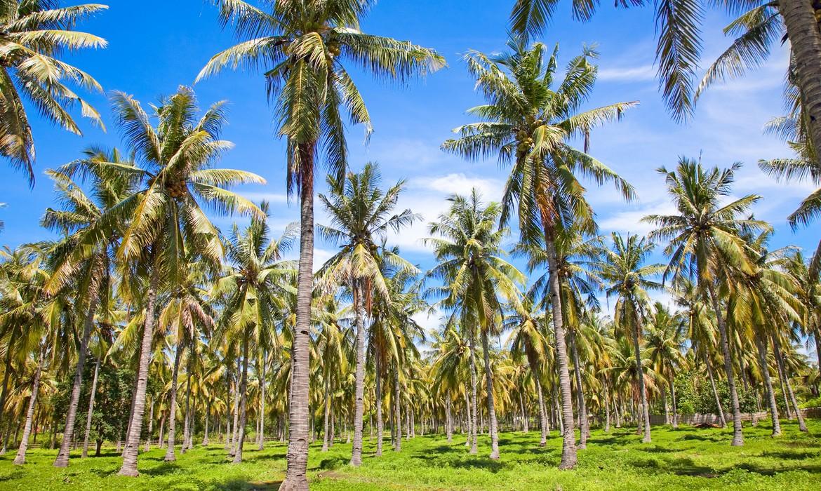 Palms,Gili Trawangan