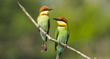 Chestnut-headed bee-eater, Khao Yai National Park