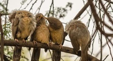 Birdwatching, Keoladeo, Bharatpur