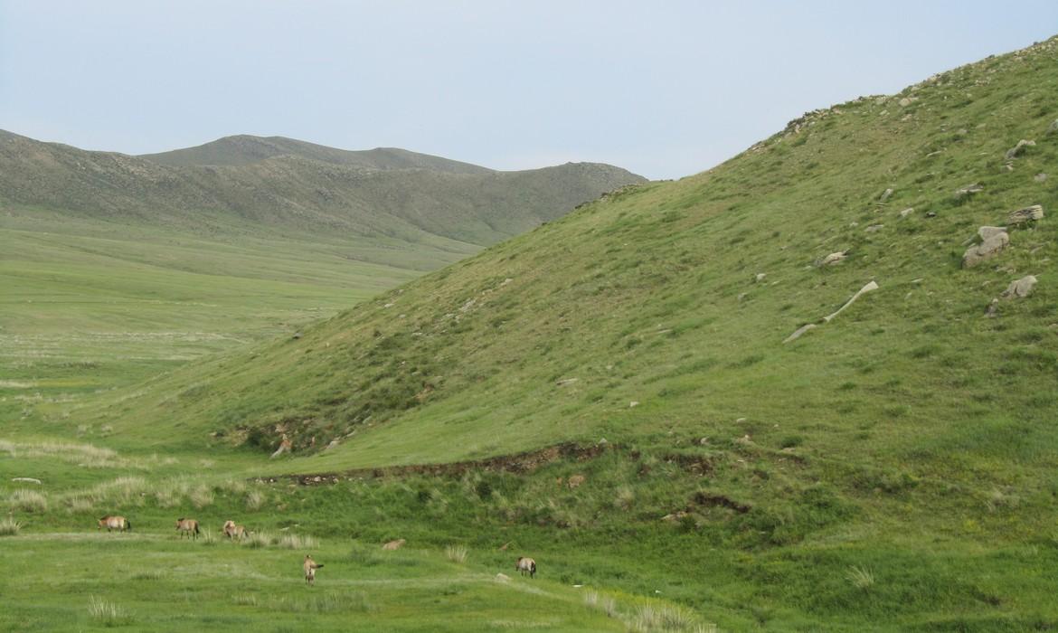 Khustai Nuruu National Park