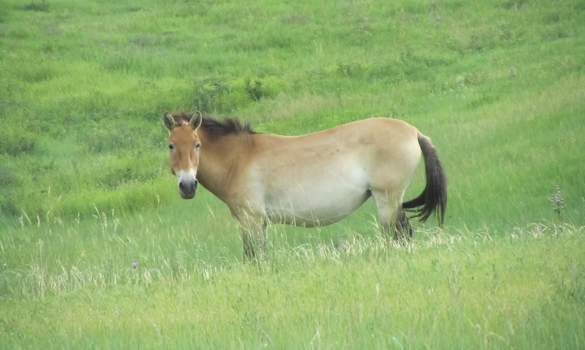 Khustai Nuruu National Park