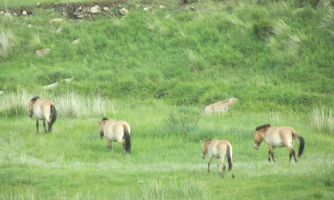 Khustai Nuruu National Park
