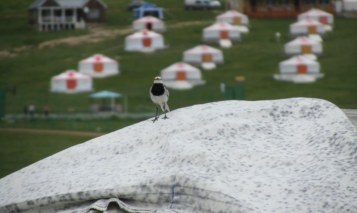 Terelj National Park