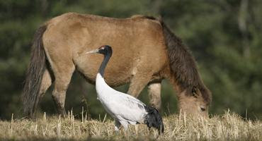 Black necked crane, Bhutan